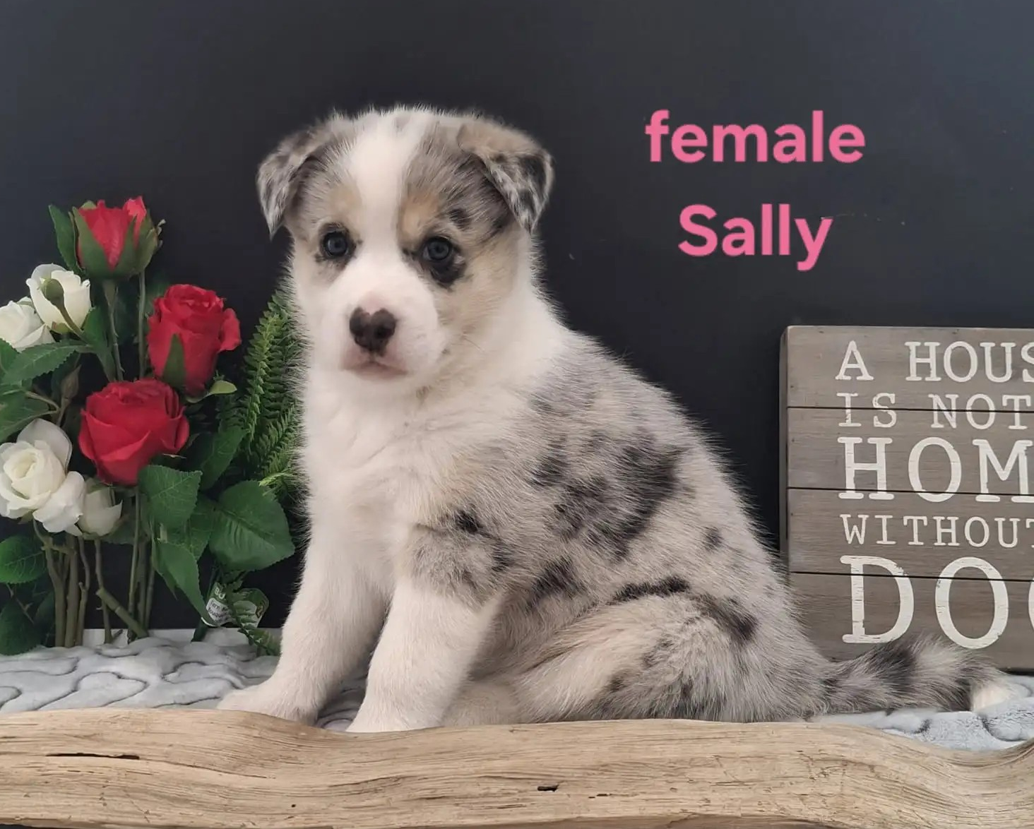 Sally
