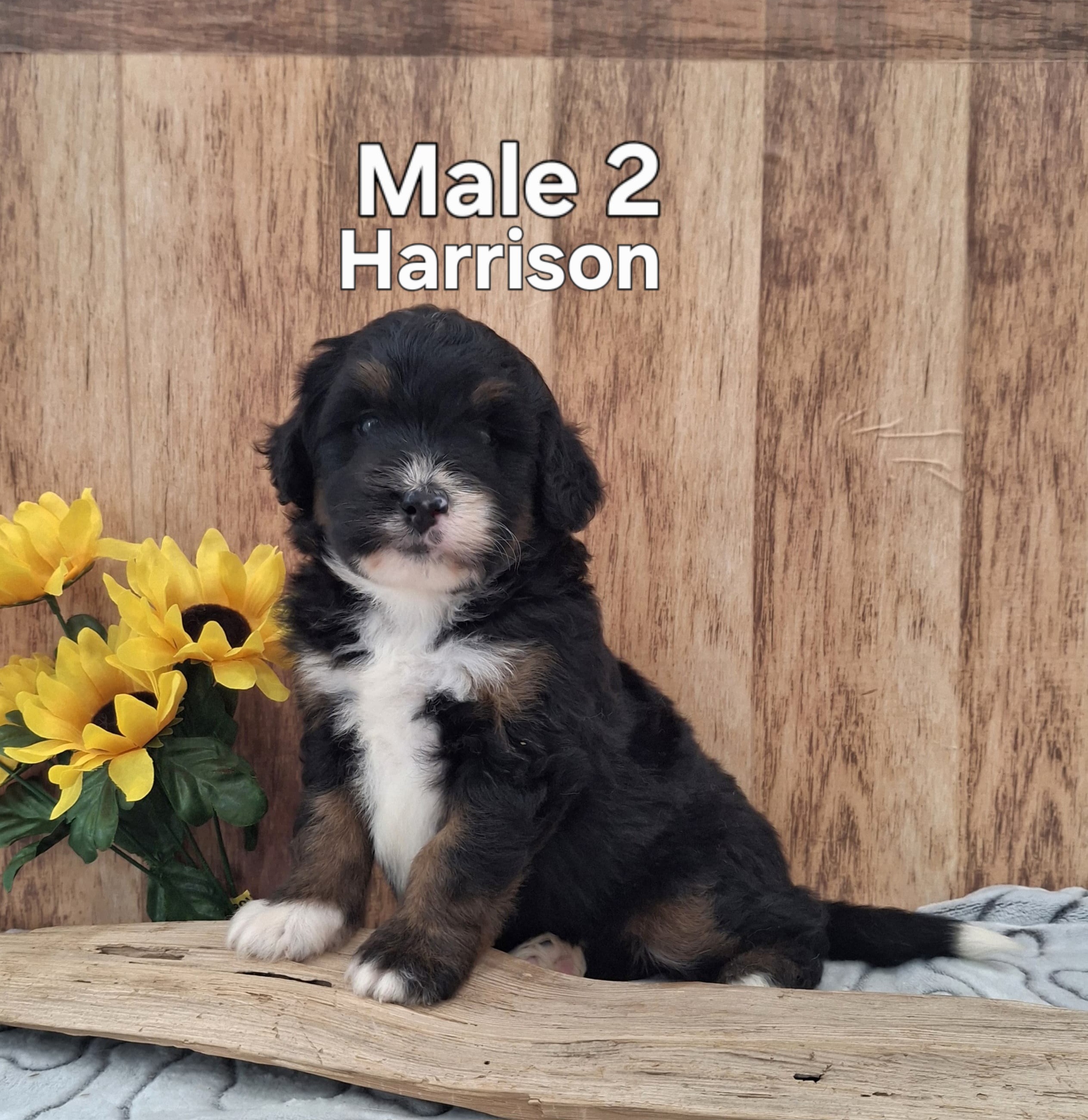 Harrison