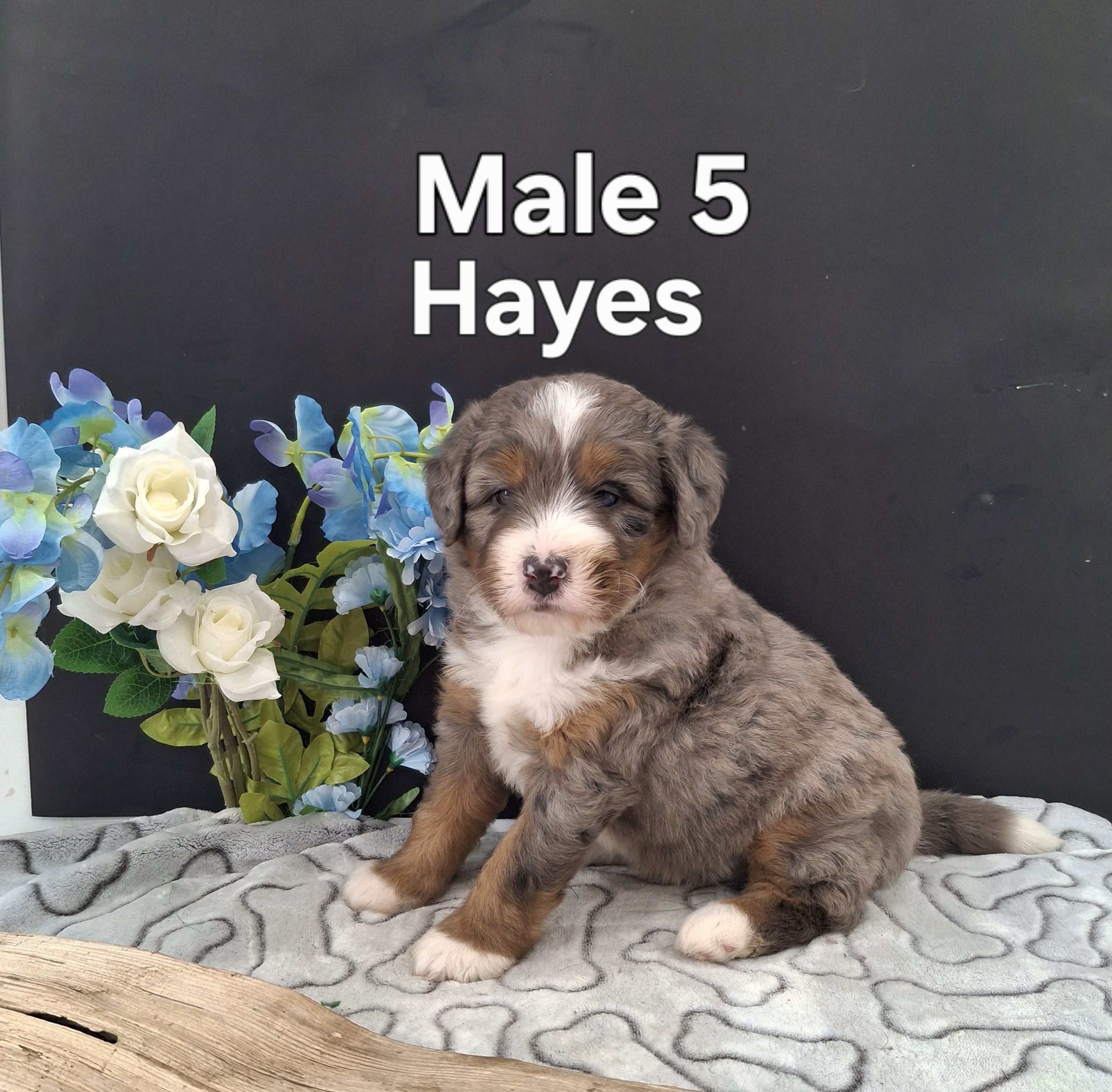 Hayes