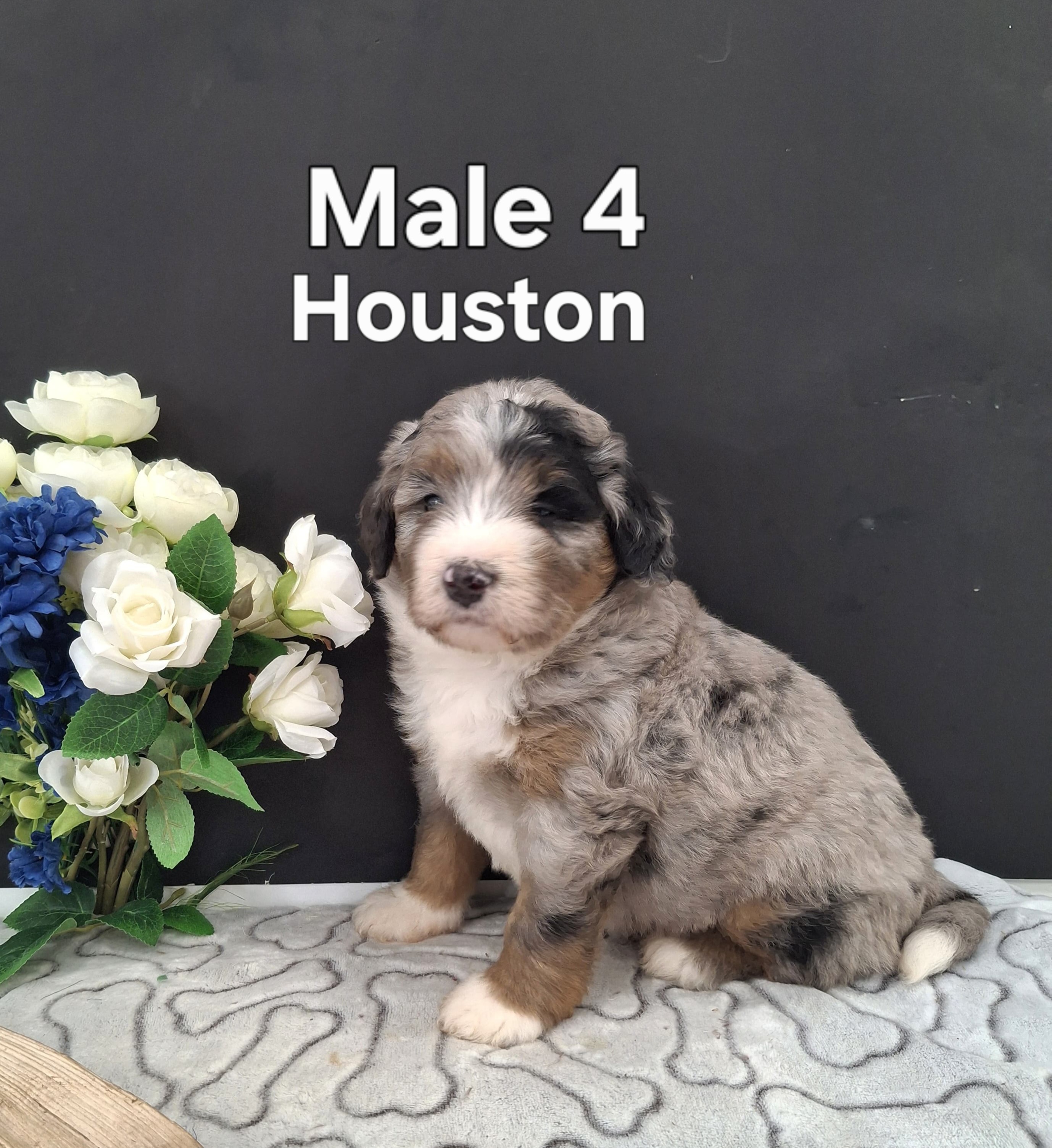 Houston