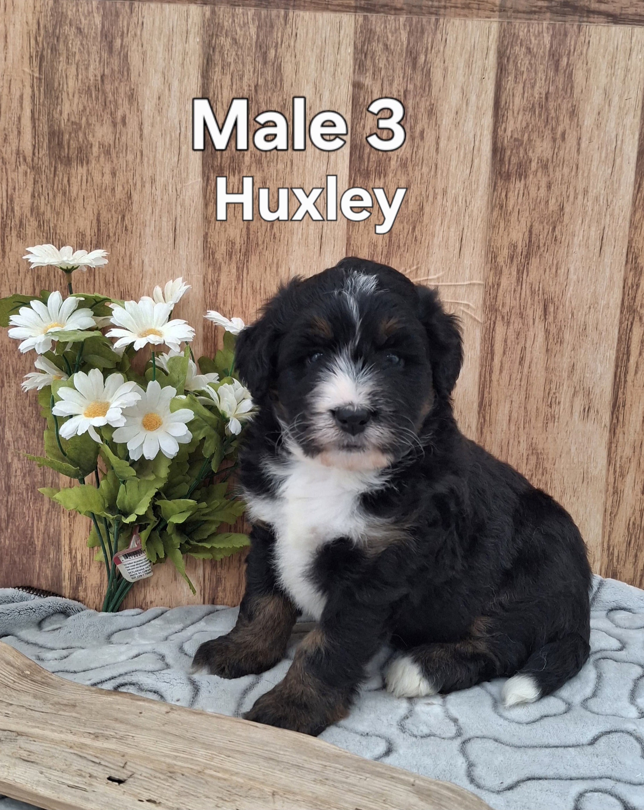 Huxley