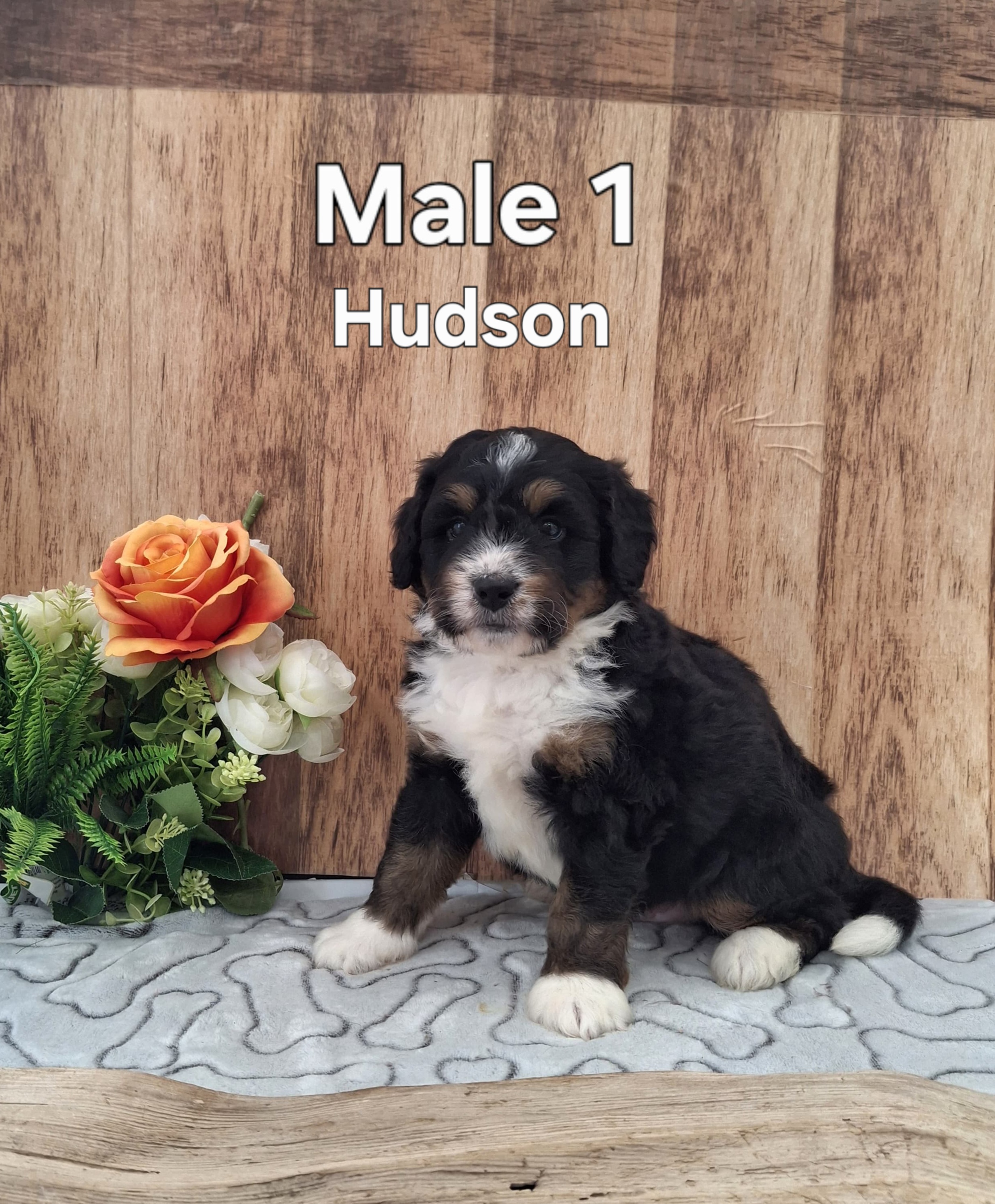 Hudson
