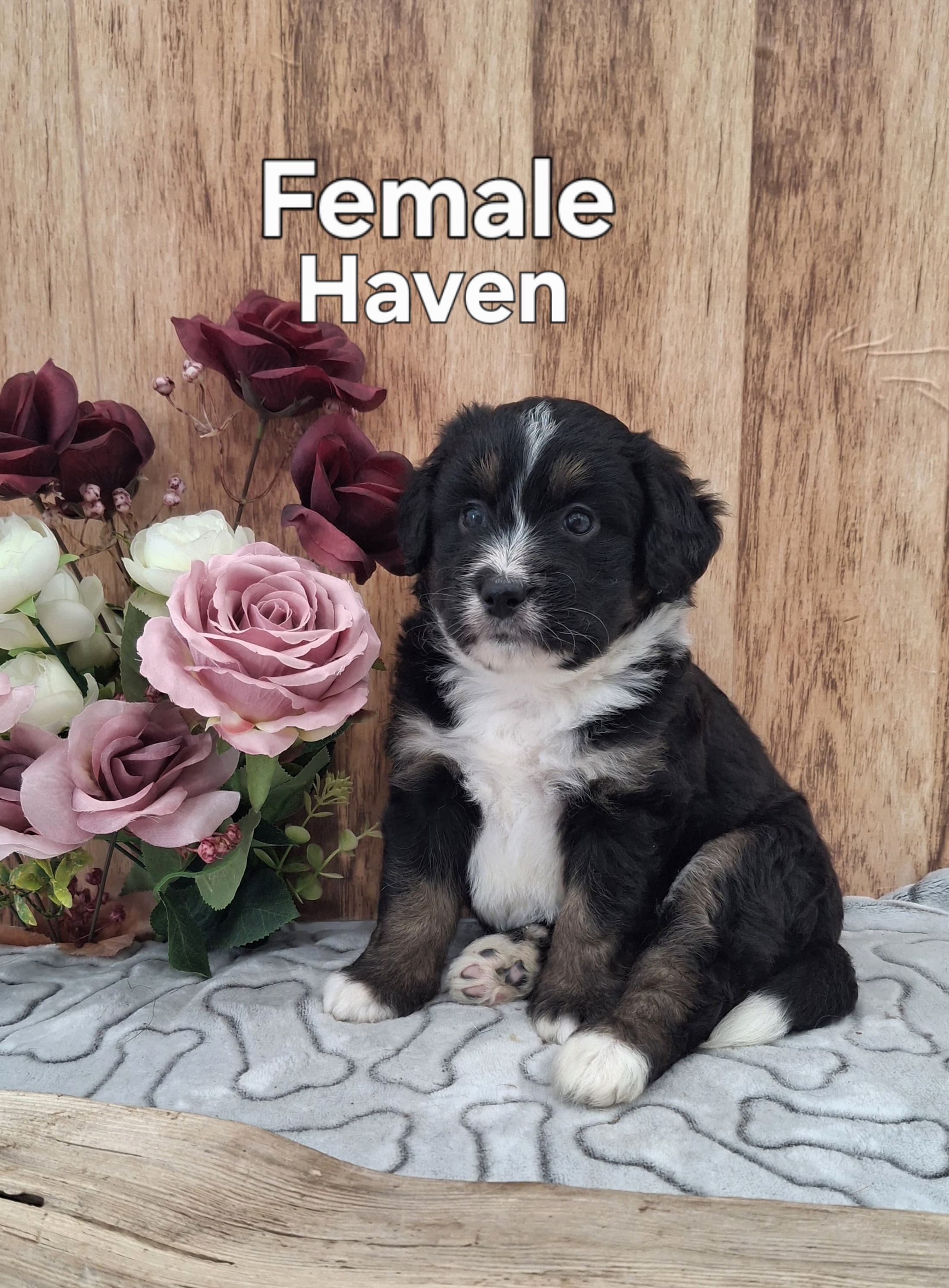 Haven