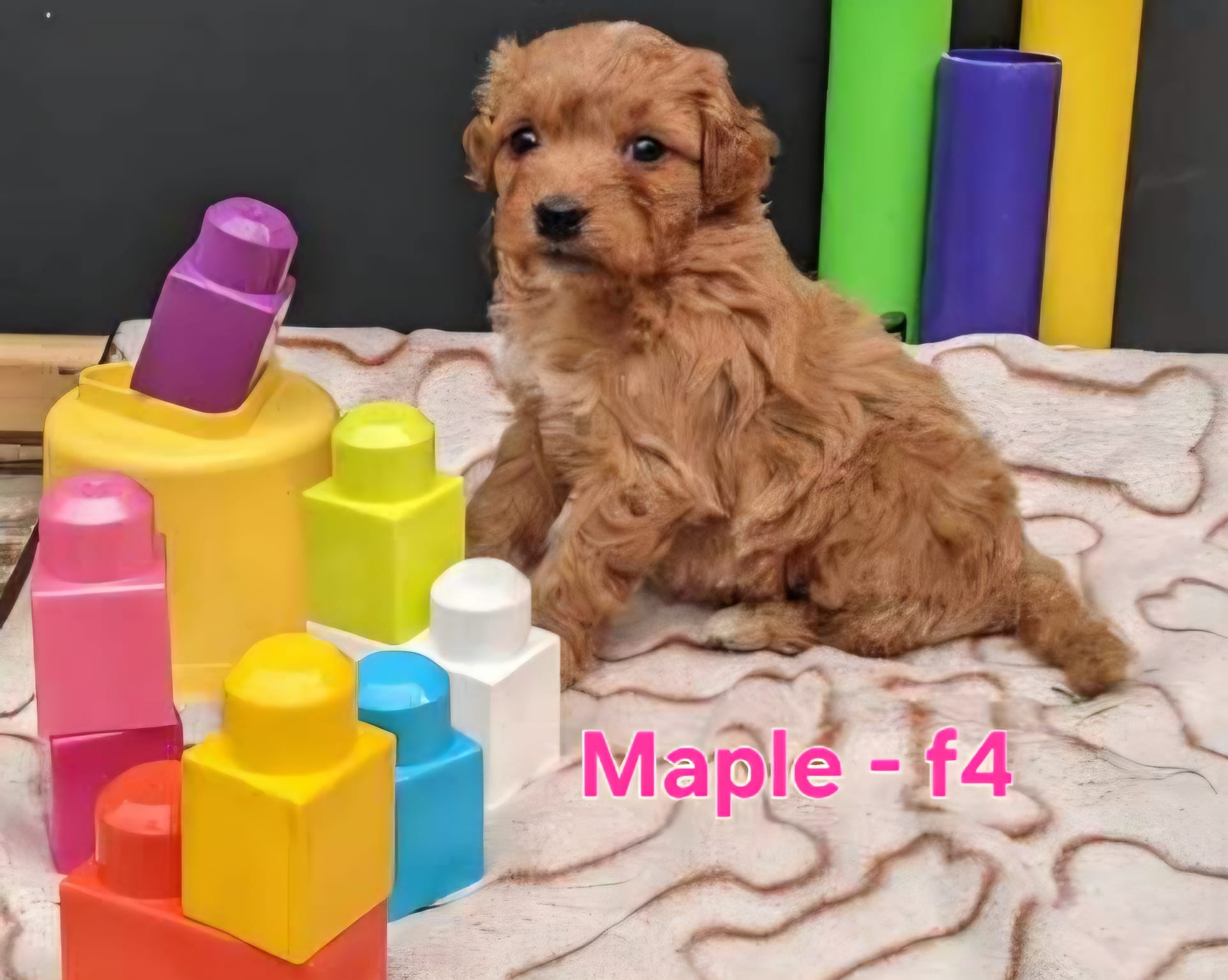 Maple