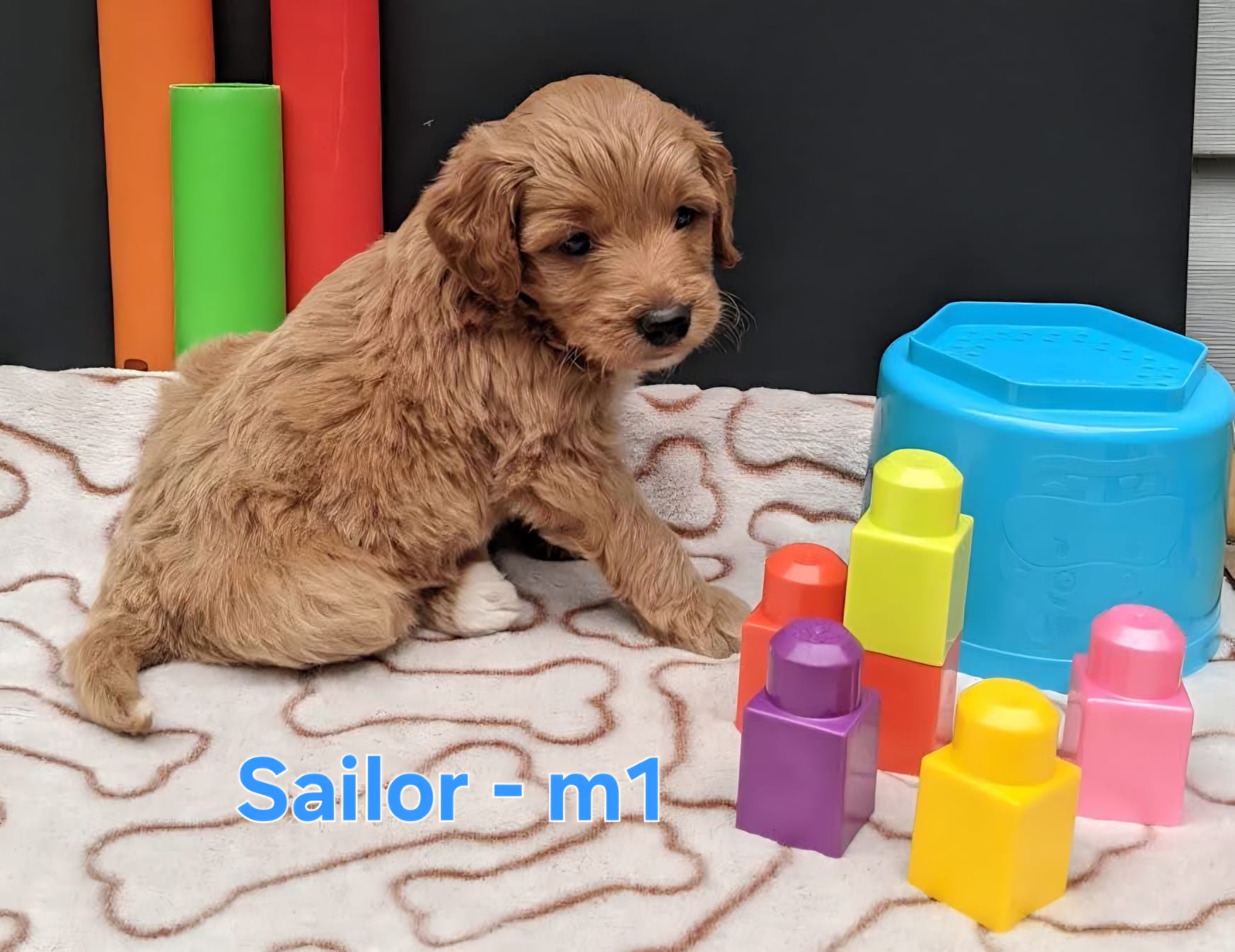 Sailor