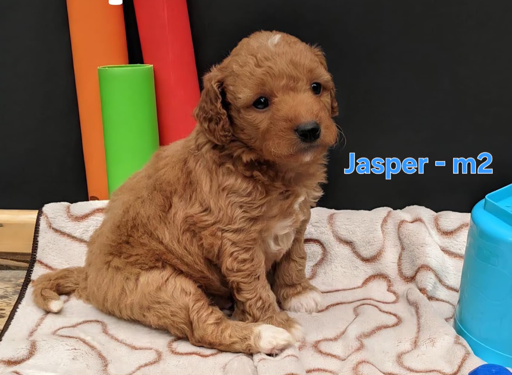 Jasper