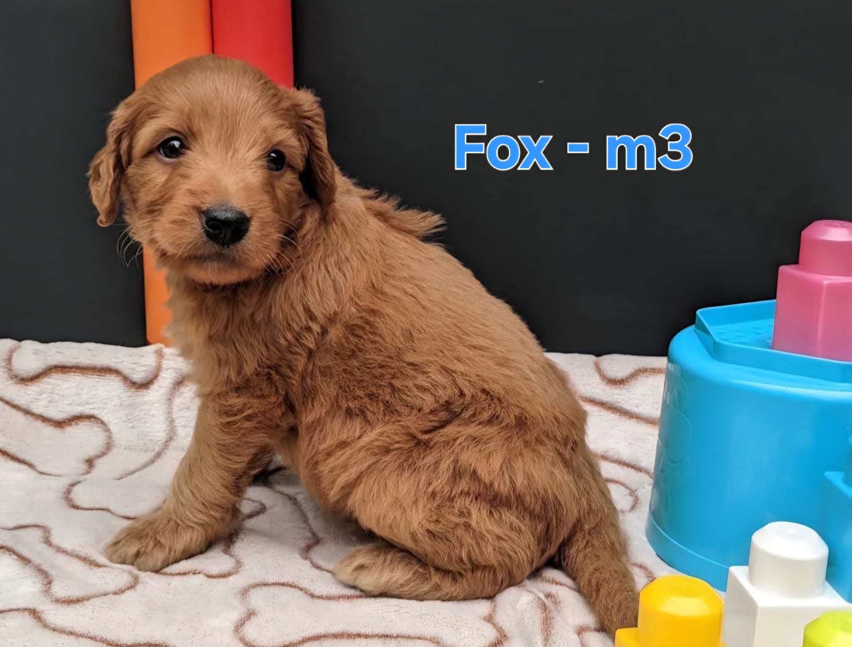 Fox