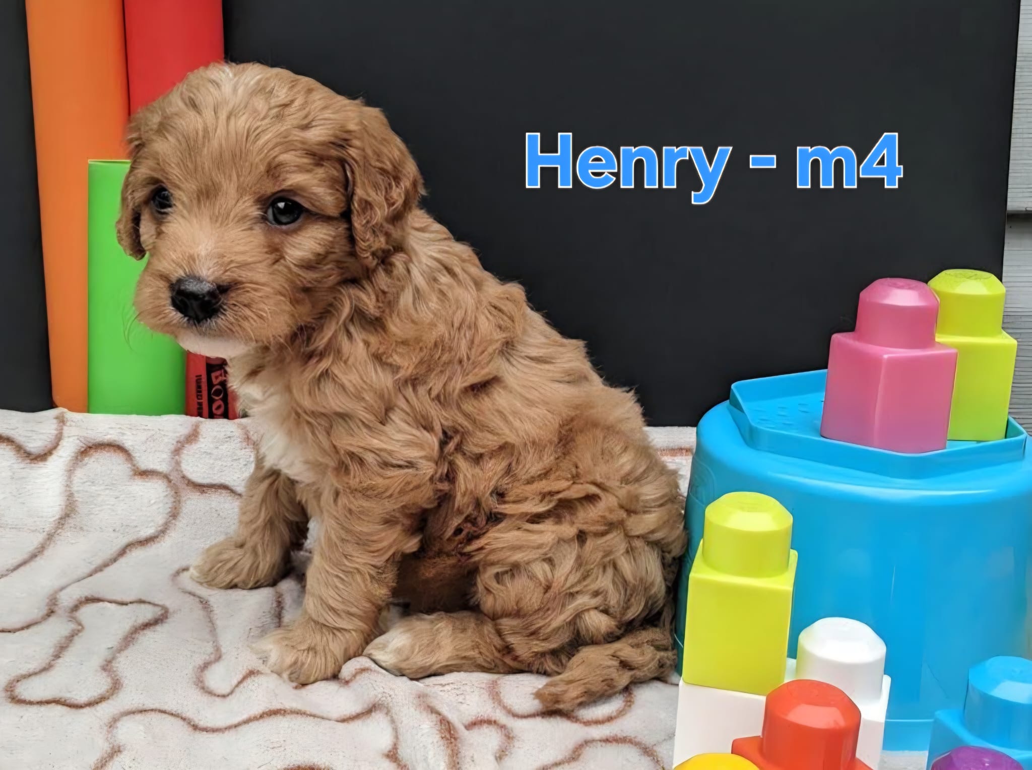Henry