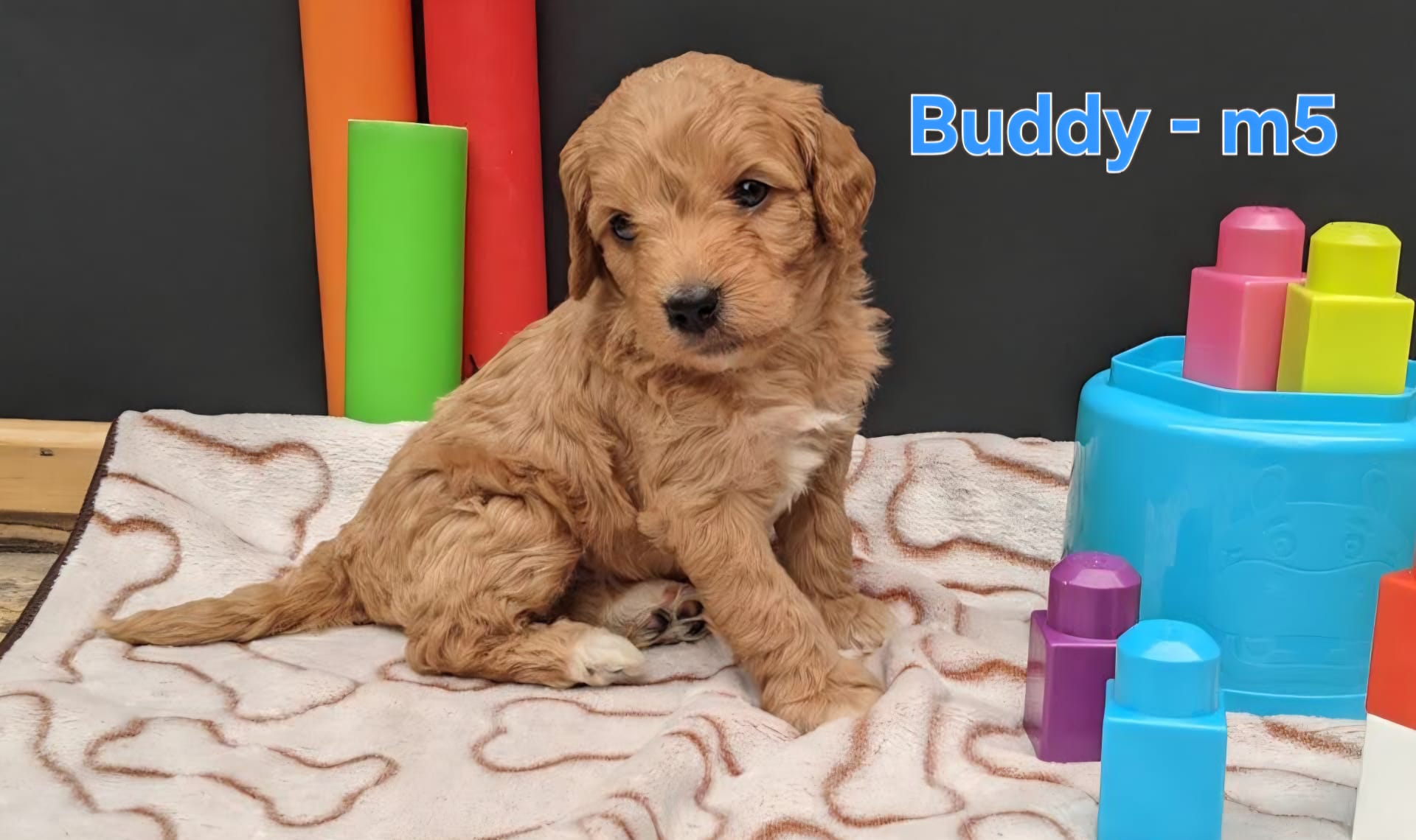 Buddy