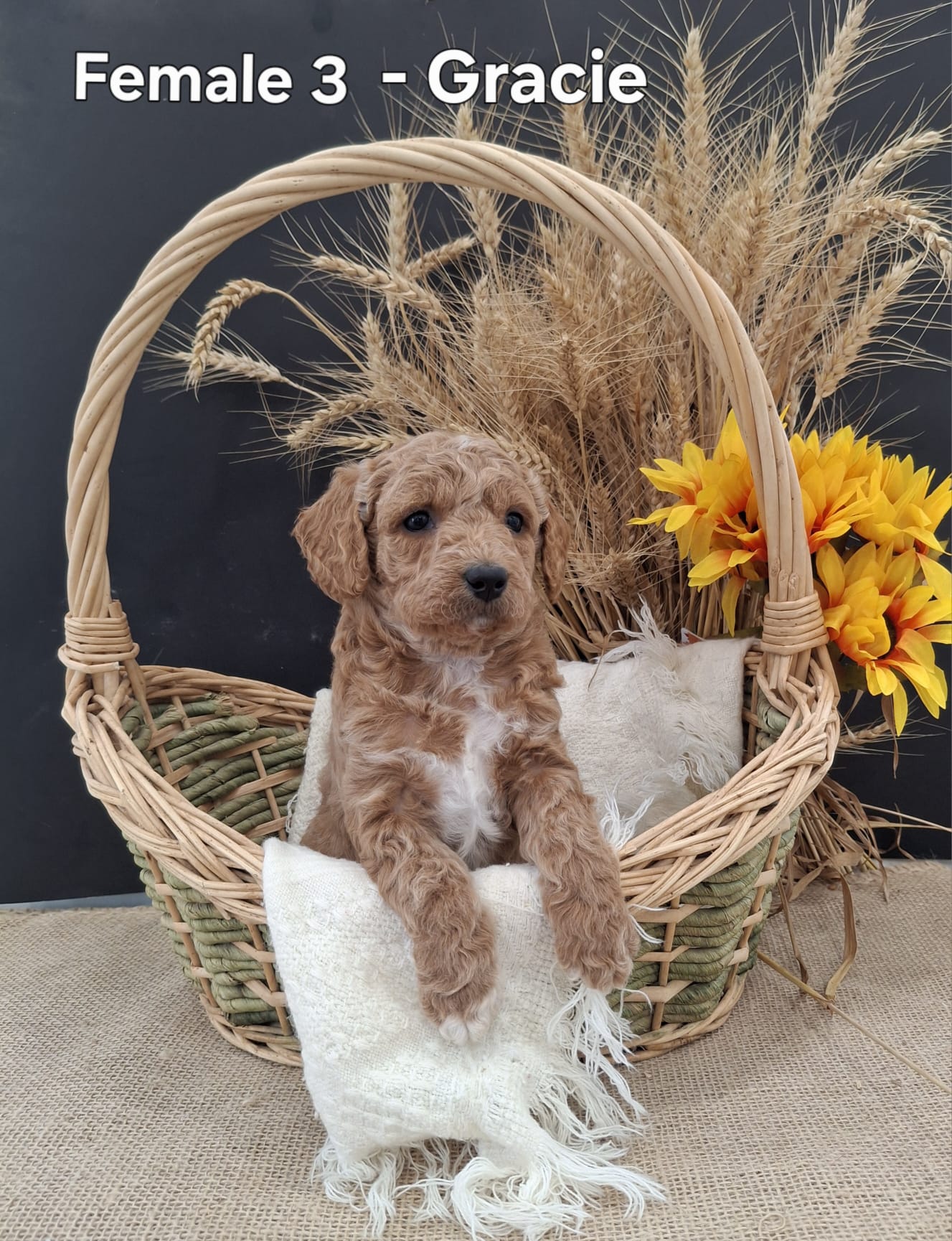 Gracie