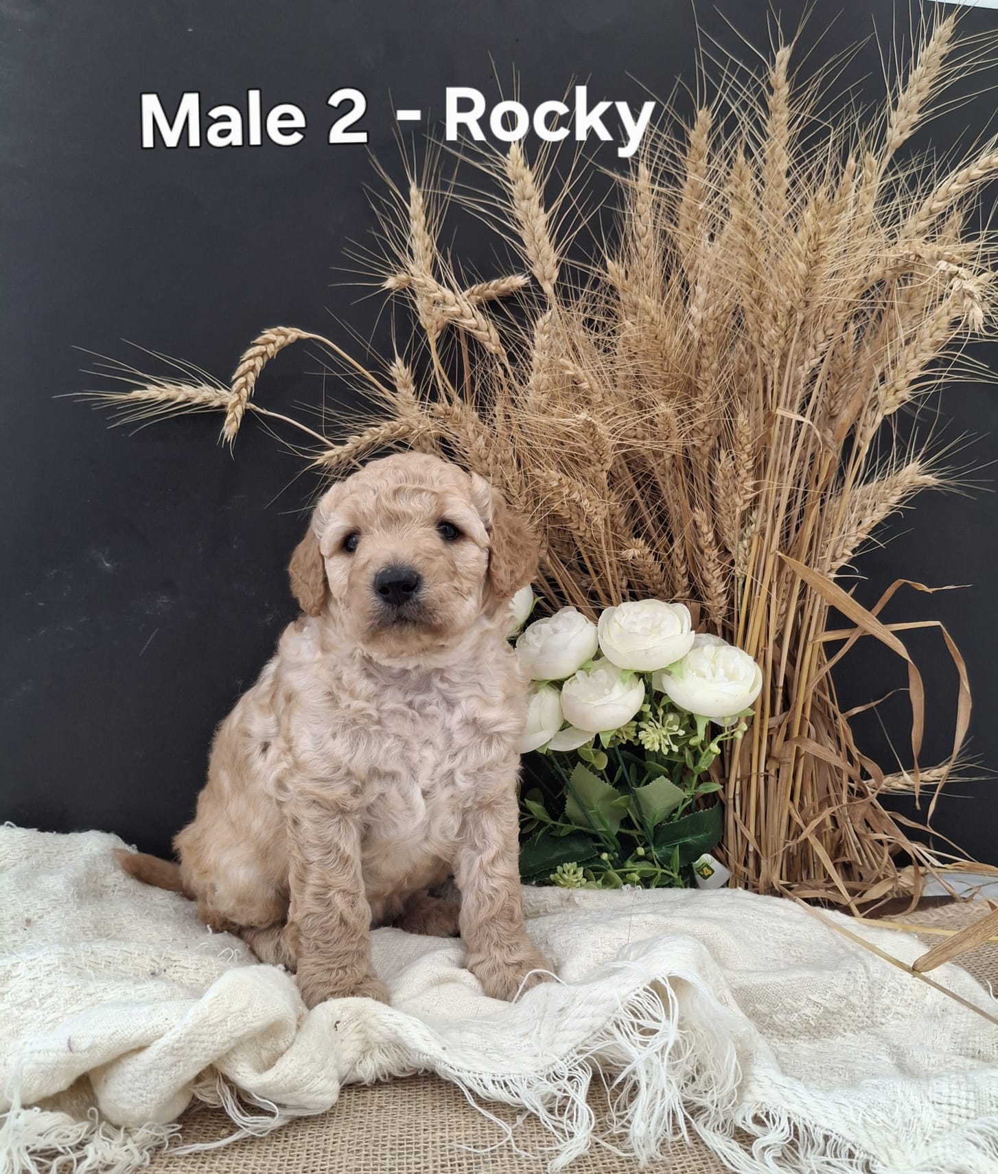 Rocky
