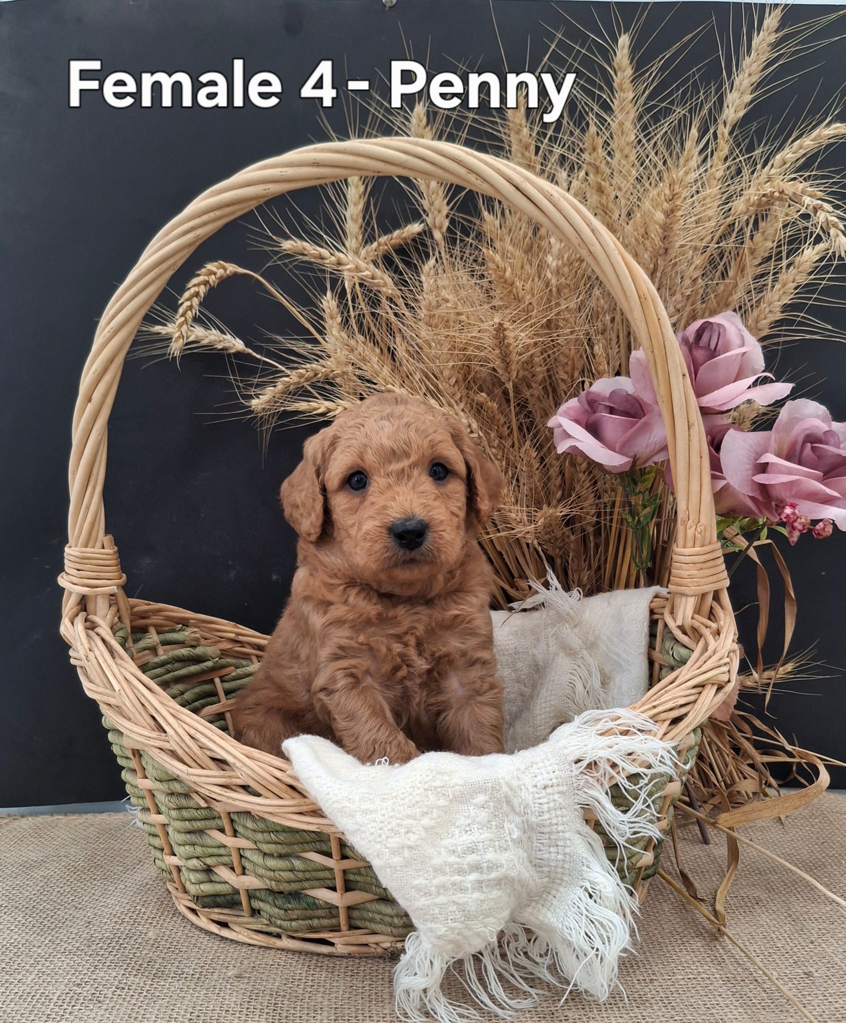 Penny