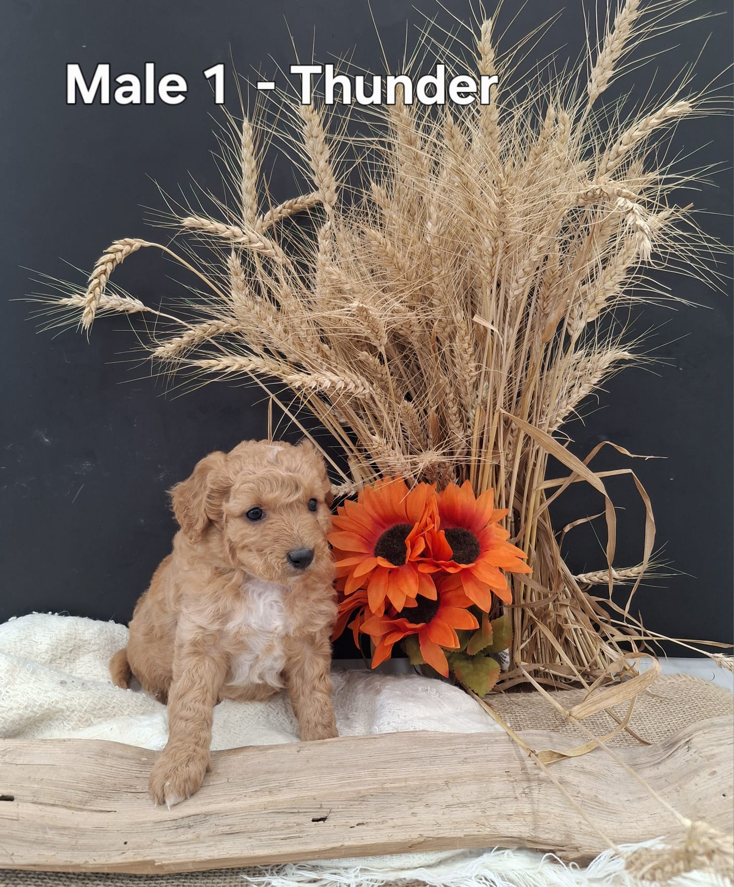 Thunder
