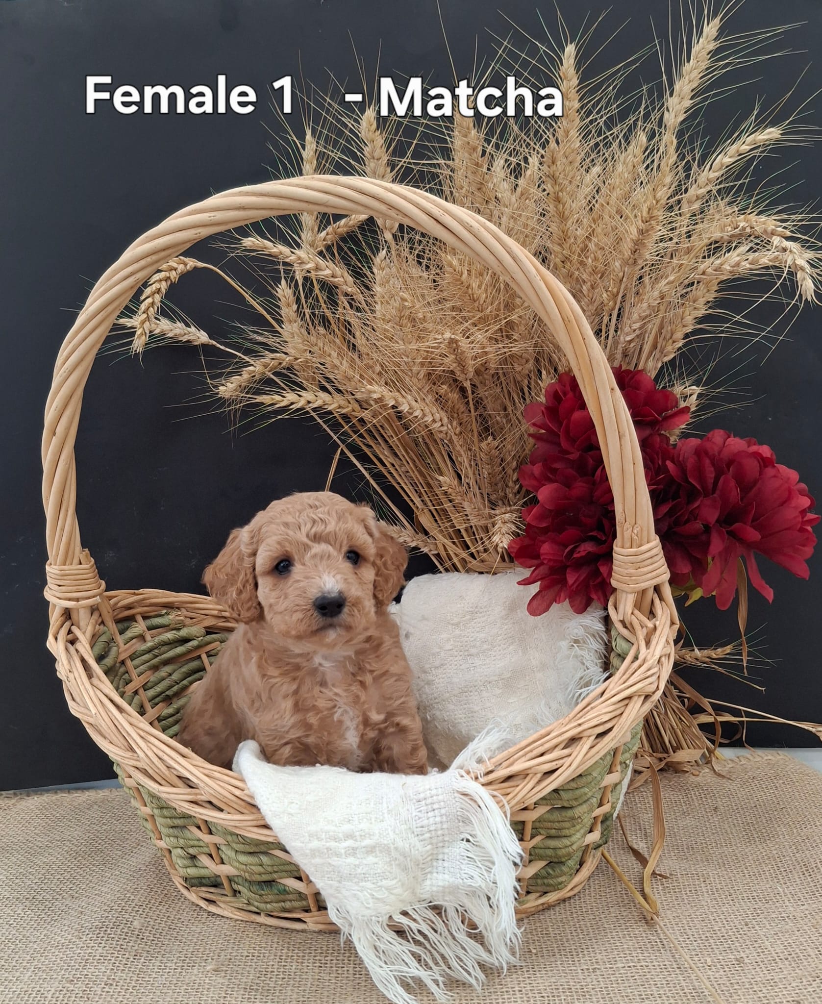 Matcha