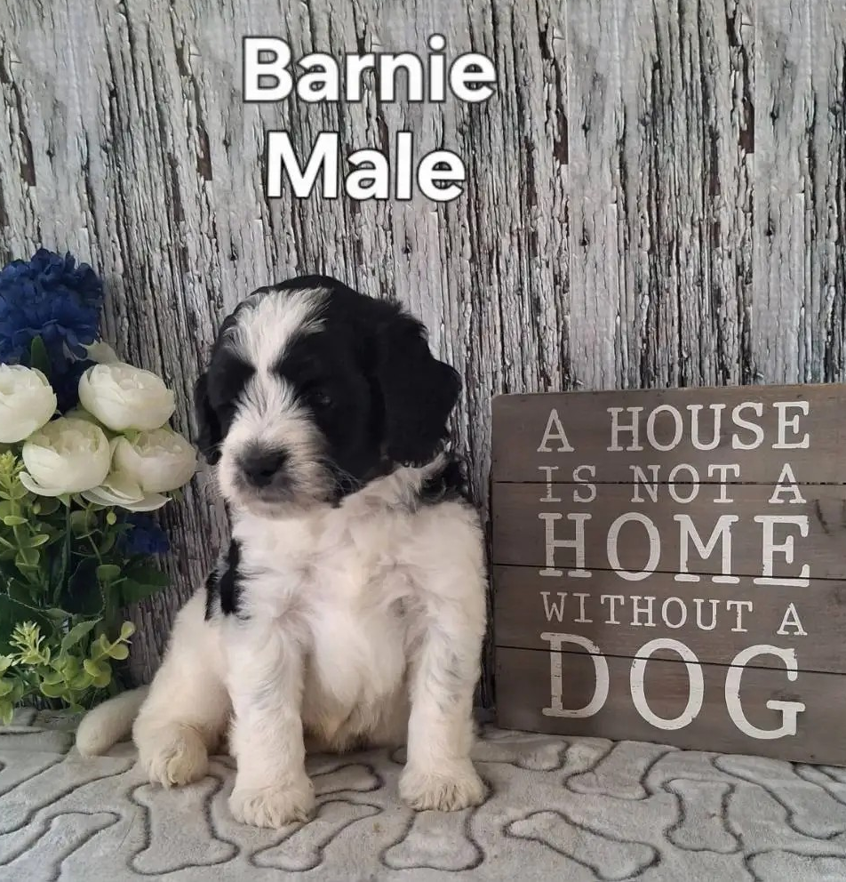Barnie