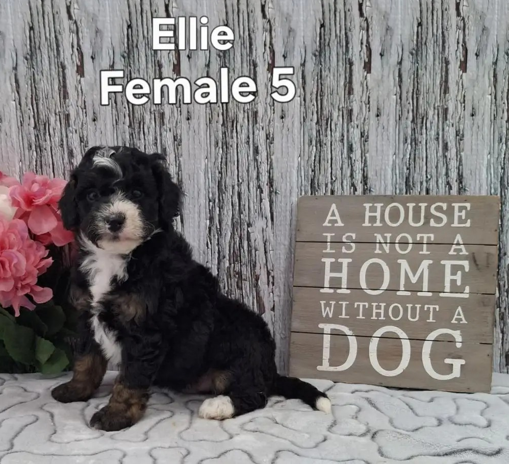 Ellie