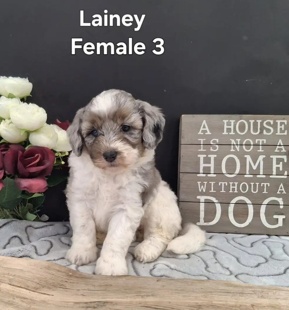 Lainey