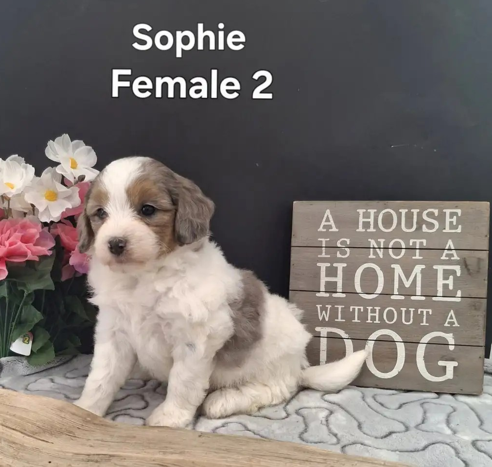 Sophie