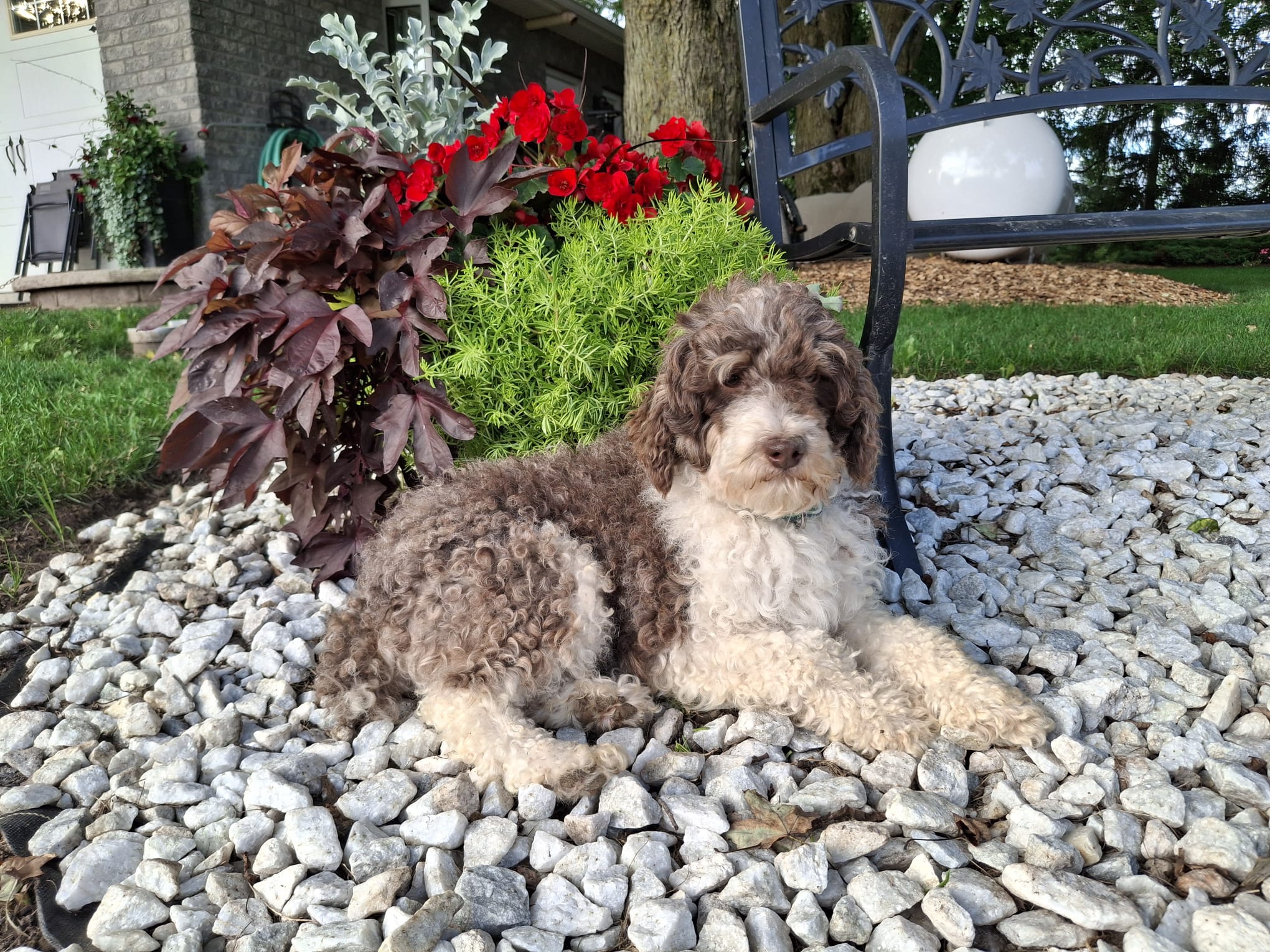 Male Tricolor Parti Poodle