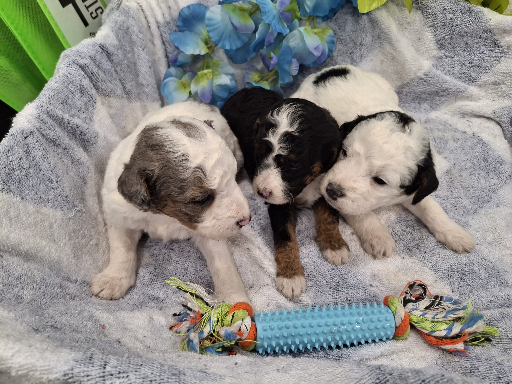 Males *Mini F1B Bernedoodles (DH)