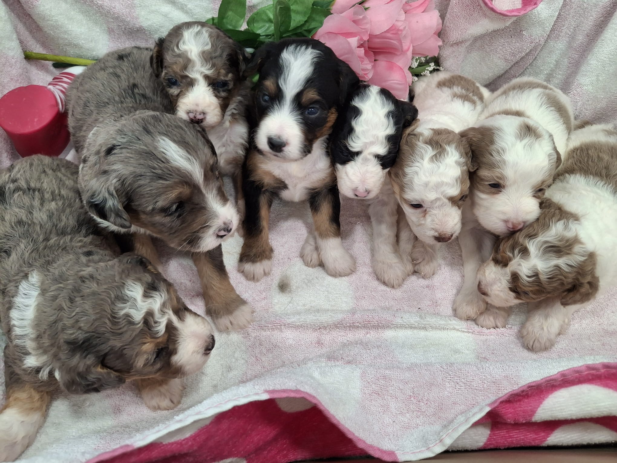 Females *Mini F21B Bernedoodles (DH)