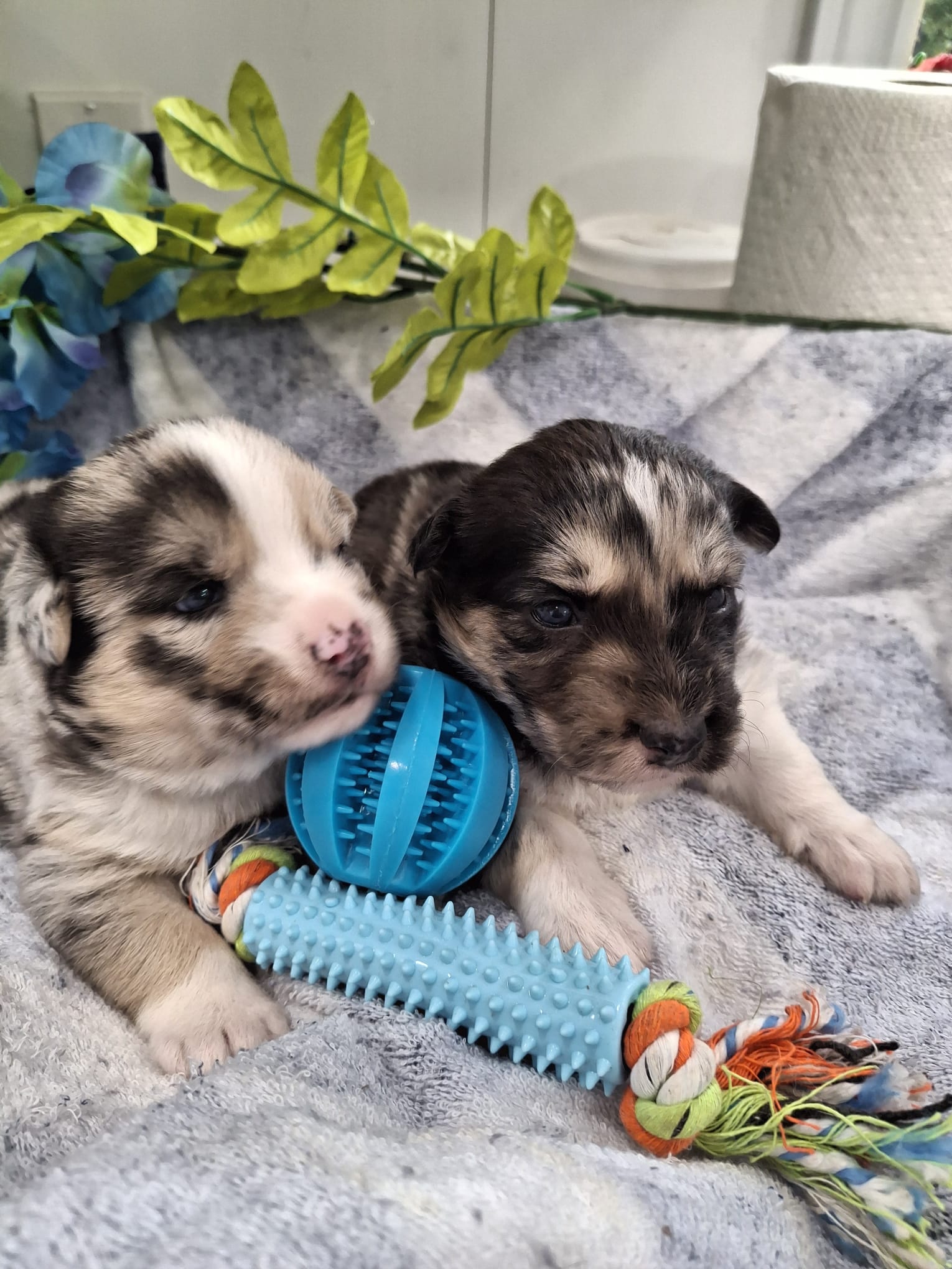 Males *Aussie/Husky cross (HS)