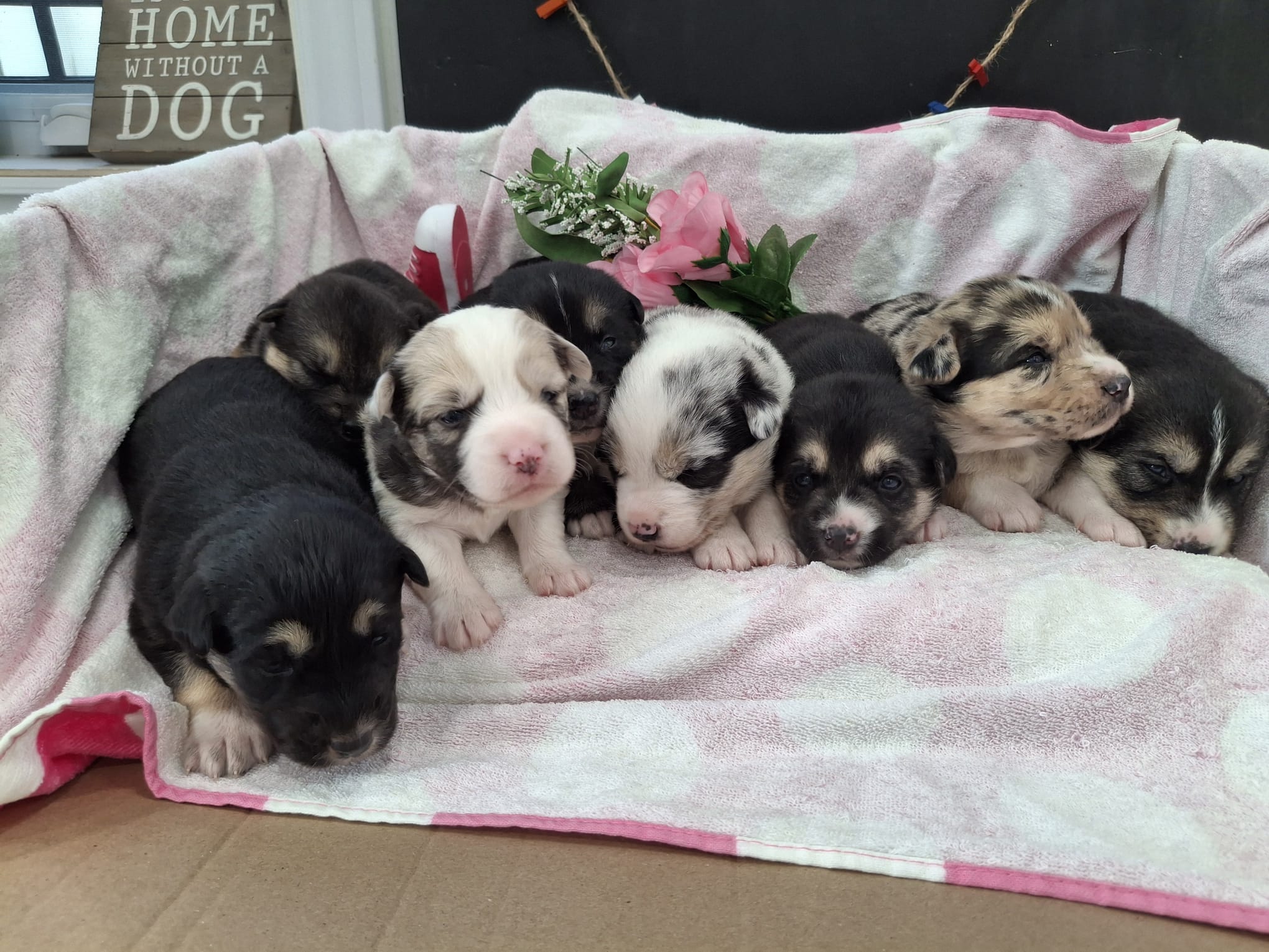 Females *Aussie/Husky cross (HS)