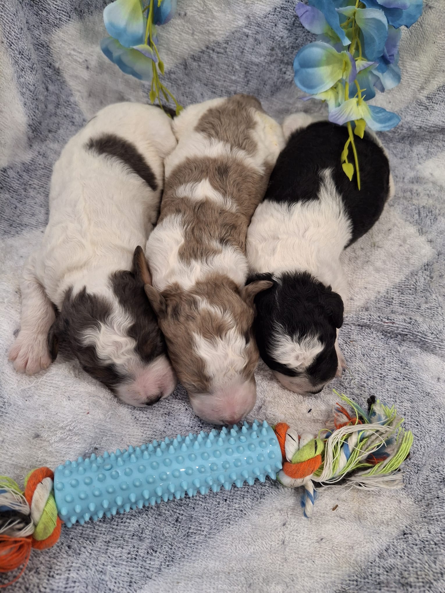Males *F1B Mini Bernedoodles (MH)