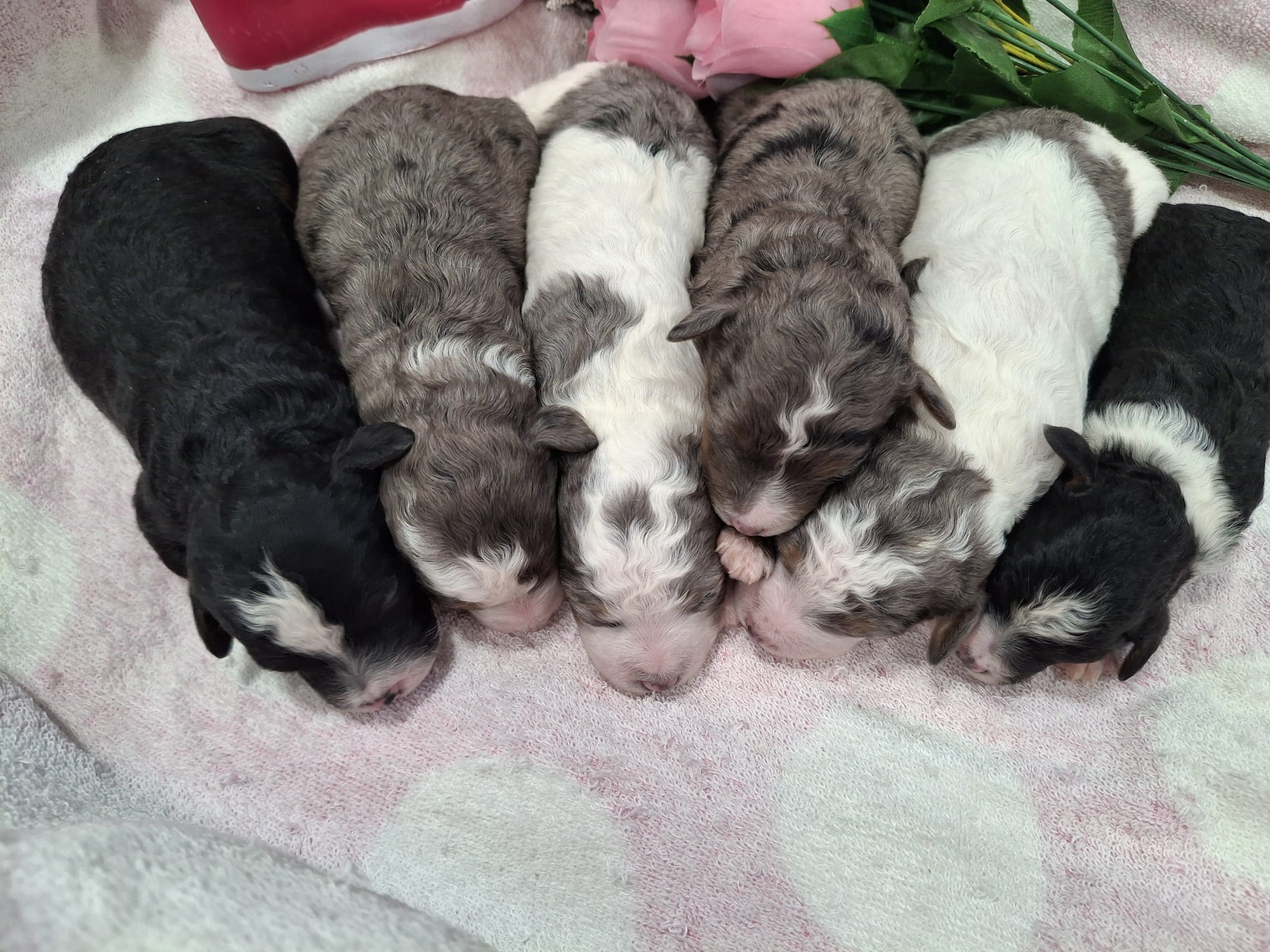 Females *F1B Mini Bernedoodles (MH)