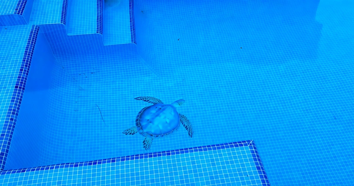 Químicos para piscinas en Costa Rica: cloro, pH, CYA y prevención