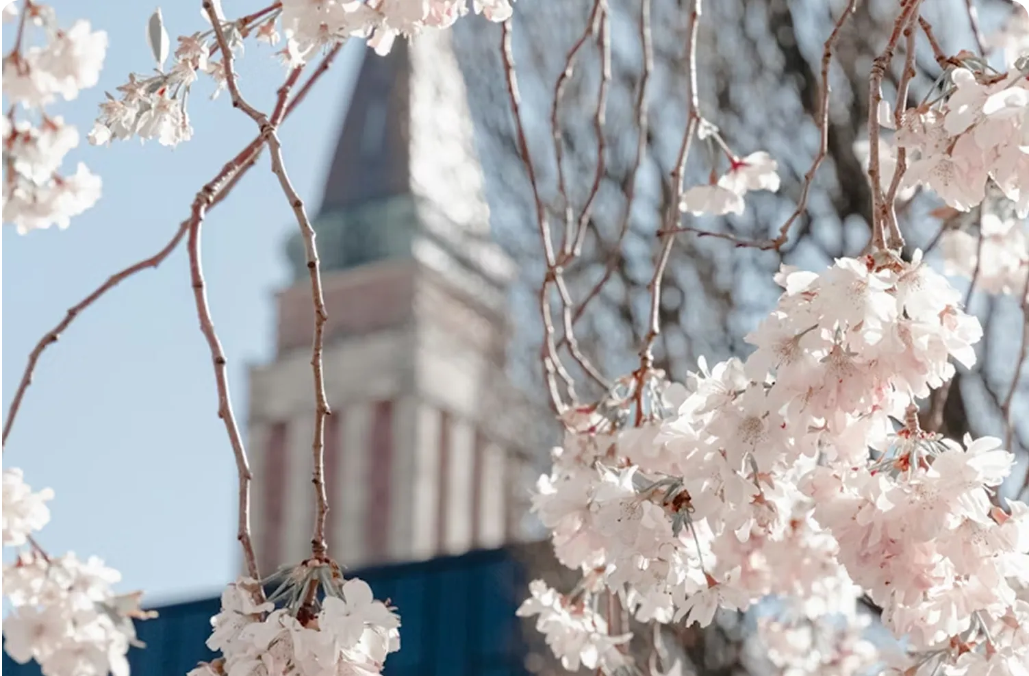 Kirschblüten vor dem Kieler Rathausturm, Symbolbild für regionale Kompetenz