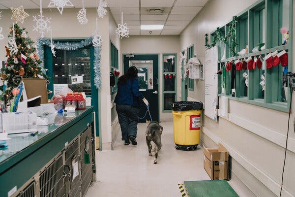 An animal shelter decorated at Christmas. 