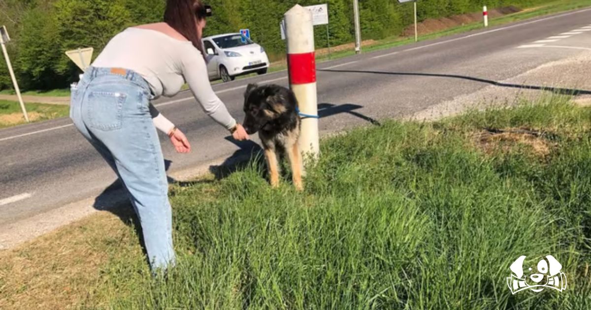 Abandoned by the Road, He Watched Her Drive Away