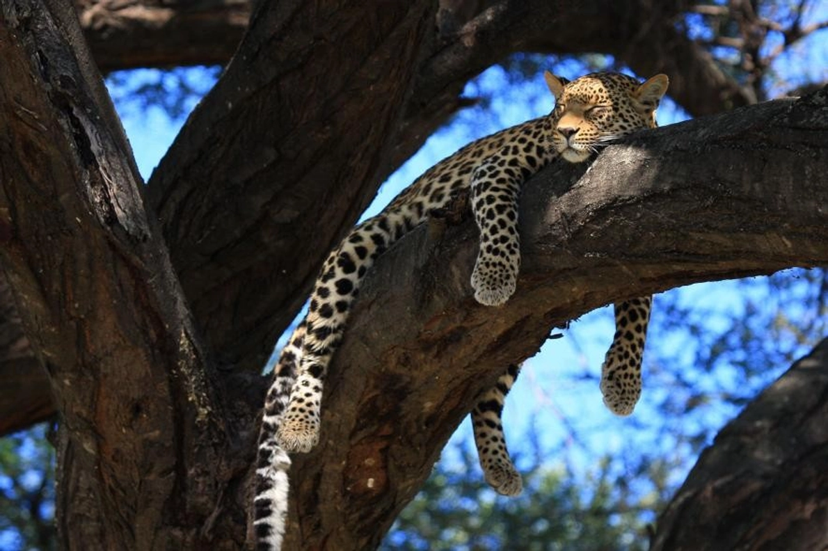 À Mombo, au Botswana, un léopard femelle se prélasse sous les rayons du soleil.