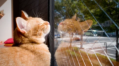 Getty Images Cats are good at avoiding overheating – but they can be in danger of getting trapped in hot spaces (Credit: Getty Images)