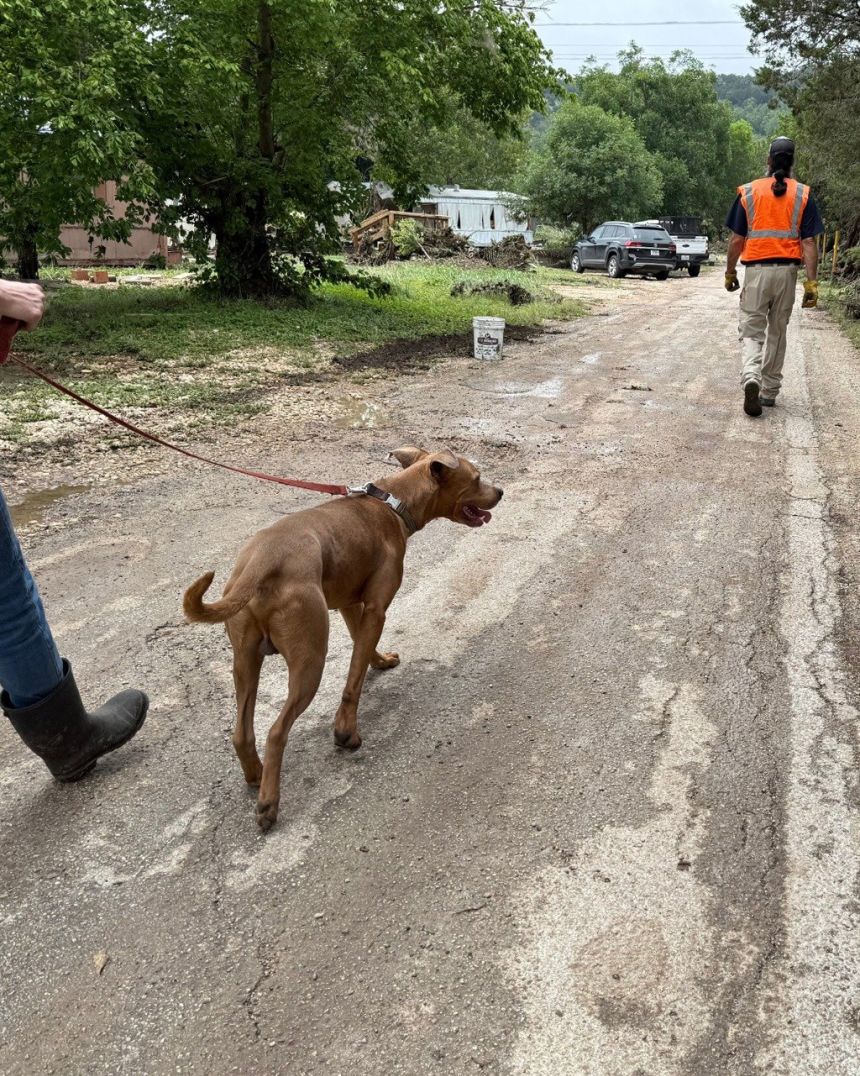 Dog named Superman rescued by Austin animal shelter from pile of debris during catastrophic flooding