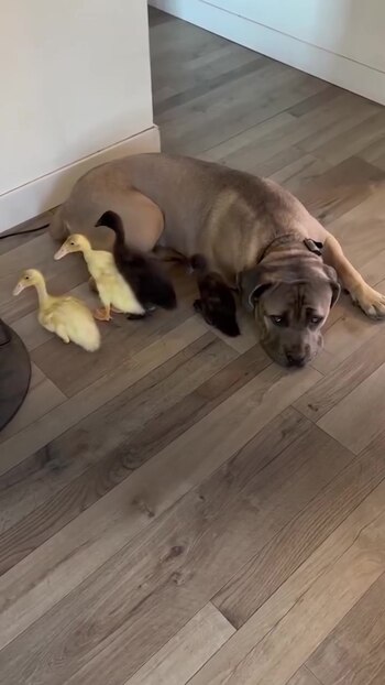 El vínculo entre Beau y