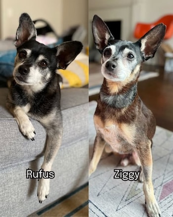 El parecido entre Ziggy y