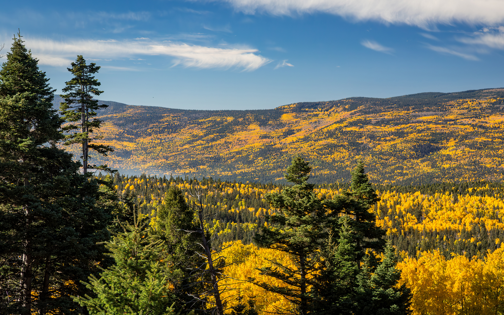 mountains in fall with trees with yellow leaves