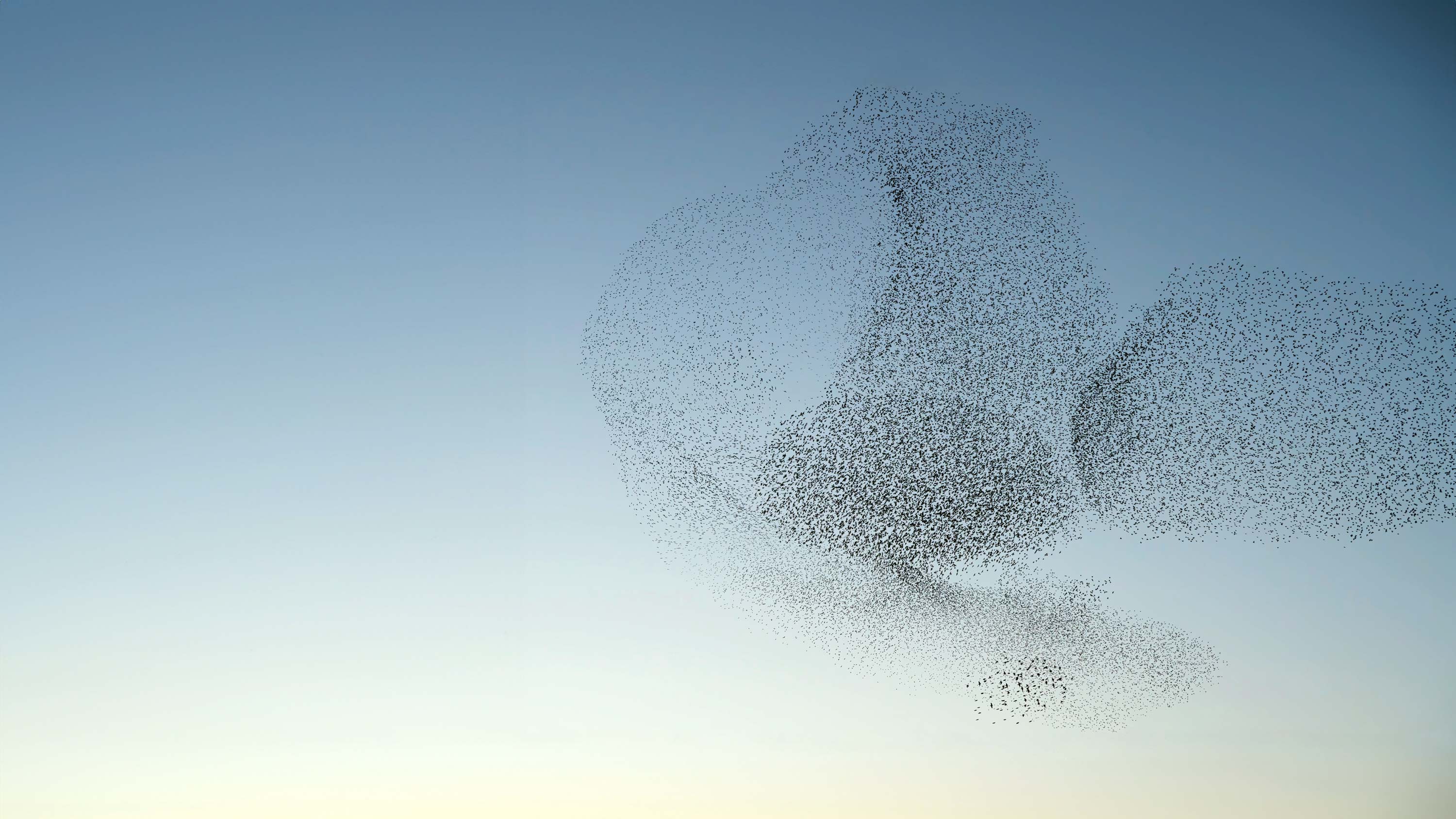 Bird flock