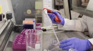 Scientist micropipetting tissue culture at a lab bench.