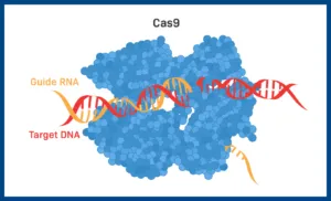 Graphic showing gene editing with CRISPR-Cas9