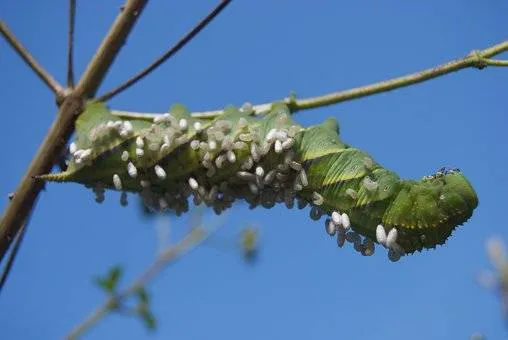 A tomato hornworm caterpillar hanging on a branch, with small, white eggs of a parasitic wasp attached to its back.