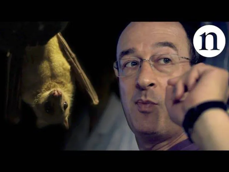 A fruit bat hangs down on the left side of the image, with the face of a man with glasses overlayed on the right.