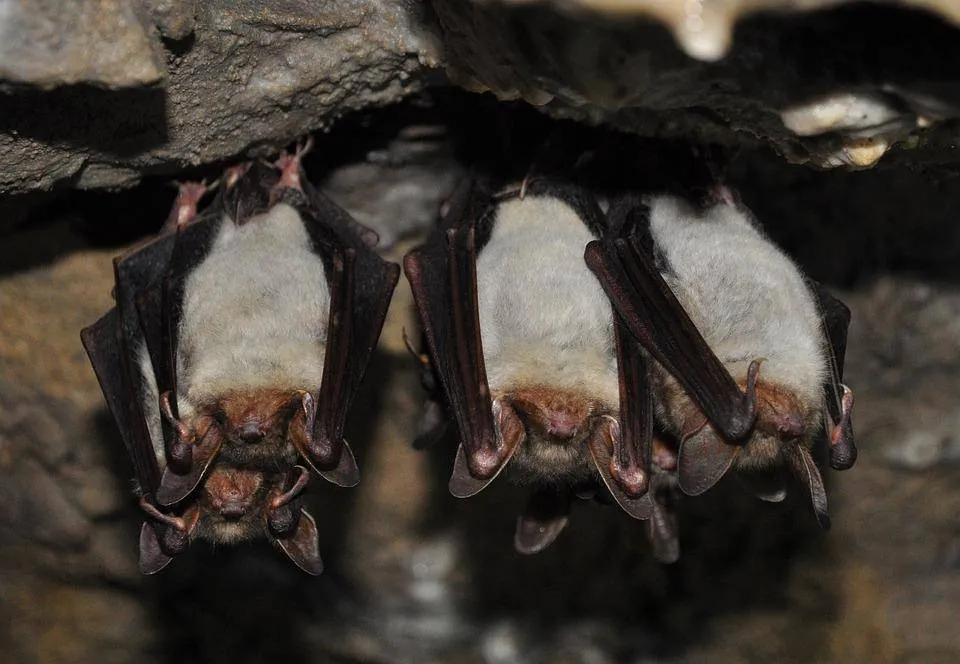 Three vampire bats hang from the roof of a cave.