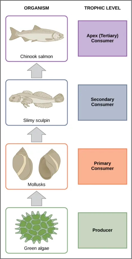An example of a food chain, from green algae to mollusks, sculpin, and then salmon, from “Waterford's Energy Flow through Ecosystems.”