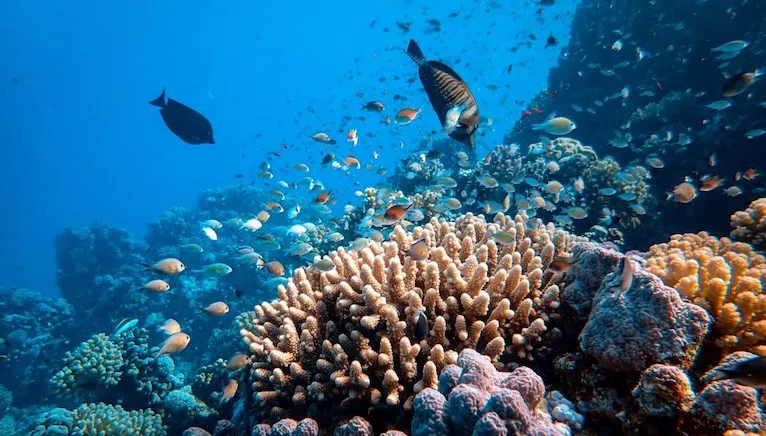 A variety of different fish swim around coral in part of a coral reef.|An example of a food chain, from green algae to mollusks, sculpin, and then salmon, from “Waterford's Energy Flow through Ecosystems.”|A computer-generated image of a sea otter looking for food underwater.|