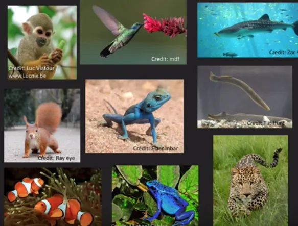 A collage of animal photos showing a shark, hummingbird, cheetah, poison dart frog, clownfish, lizard, monkey, and squirrel.