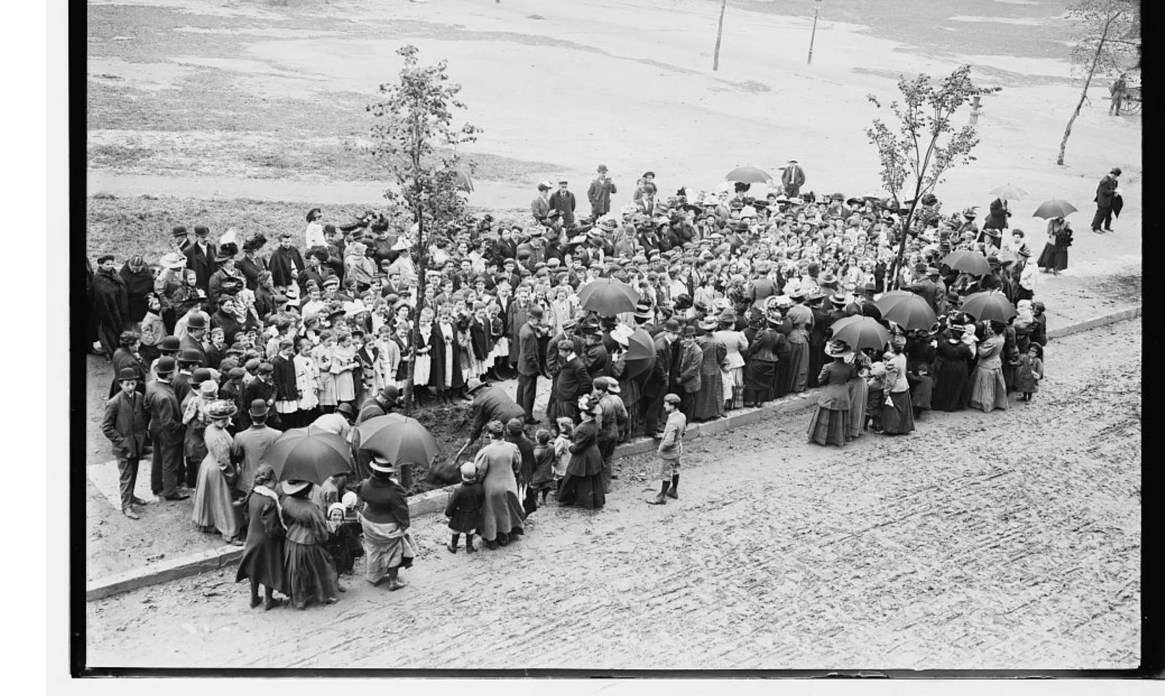 Black and white photo of a school in New York City celebrating Arbor Day in 1908. A large crowd of children and adults watches as a tree is planted.
