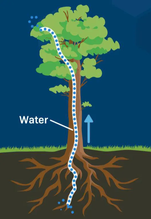 A diagram showing how water is taken up by the roots of a tree, flows through the trunk, and is transpired out of the leaves.